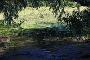 284-Delta del Danubio,7 agosto 2011